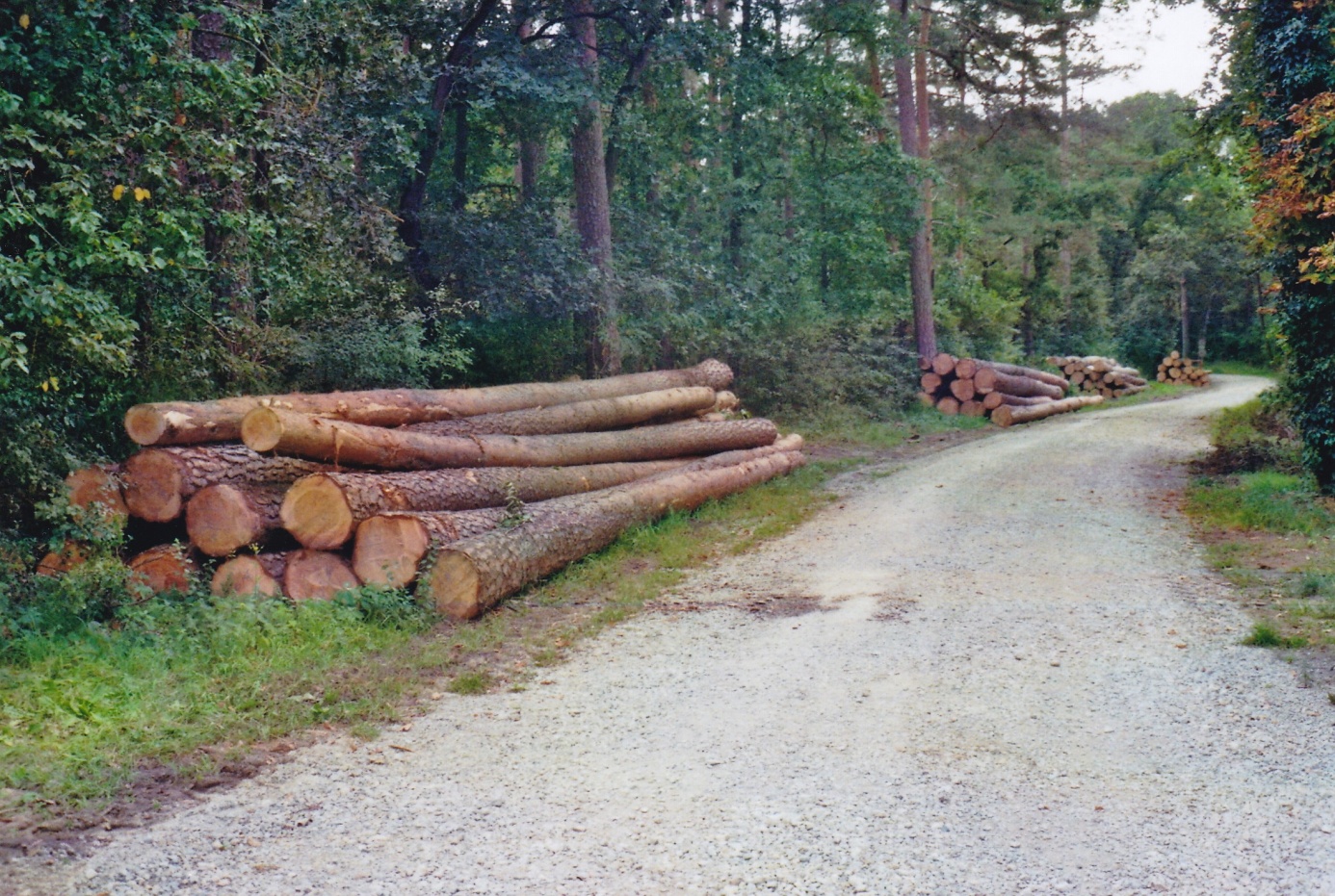 Die Holzausbeute aus dem Bannwald